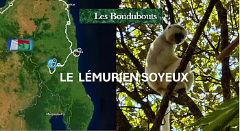 TvLocale SAMBAVA - Les Boudubouts nous font découvrir les Lémuriens du parc national de Marojejy  