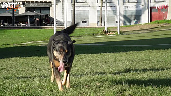 TV Locale Nantes - La rue et la compagnie des chiens