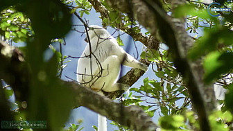 TvLocale des Acteurs-Locaux de Sambava - Les Boudubouts à la recherche du Lémurien Soyeux dans le Parc Marojejy de Madagascar