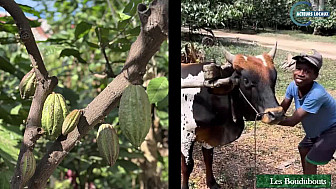 Acteurs-Locaux Madagascar - Les Boudubouts chez le producteur de Cacao MILLOT à Andzavibe dans la région du Sambirano